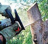 Best Firewood Processing and Delivery  in Dawson, TX