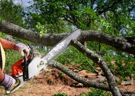 How Our Tree Care Process Works  in  Dawson, TX