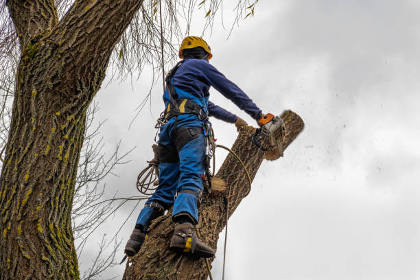 Professional Tree Services in Dawson, TX