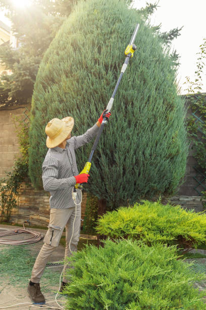 Best Lawn Disease Treatment  in Dawson, TX
