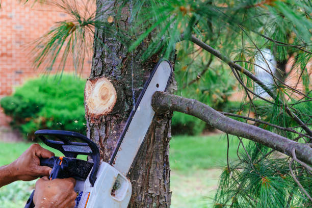 Best Tree Mulching  in Dawson, TX